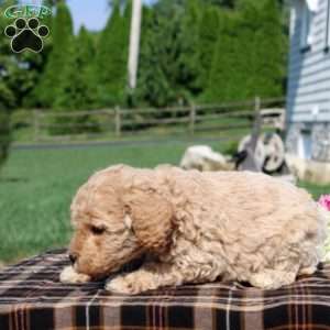 Braylen, Mini Goldendoodle Puppy